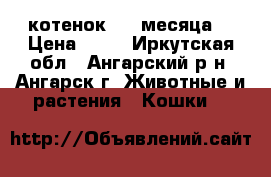 котенок 1.5 месяца. › Цена ­ 10 - Иркутская обл., Ангарский р-н, Ангарск г. Животные и растения » Кошки   